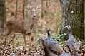 Chance Meeting